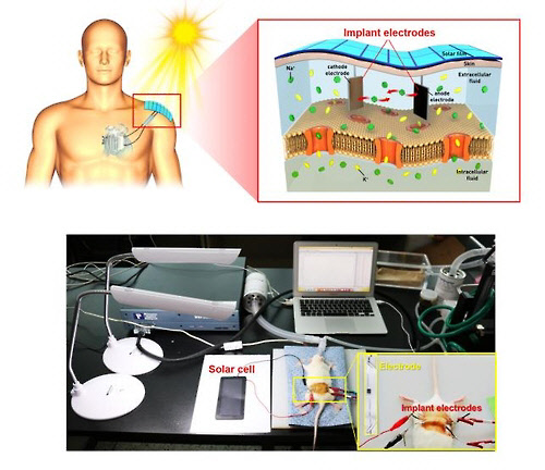 인체에 전극을 넣어 만드는 생체삽입형 전지를 표현한 그림(위). 실제 쥐에 이 전지를 이식한 모습(아래). [미래창조과학부 제공=연합뉴스]